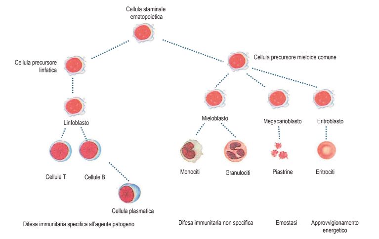 Rappresentazione dell'ematopoiesi