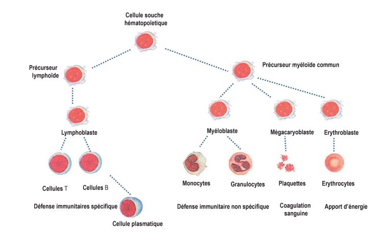 Représentation de l'hématopoïèse