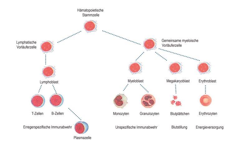 Darstellung der Hämatopoese